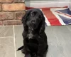 Cocker Spaniel (Show)