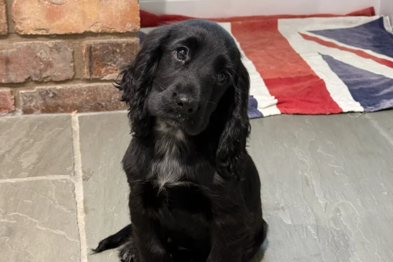 Cocker Spaniel (Show)