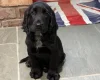 Cocker Spaniel (Show)