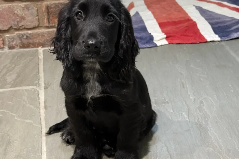 Cocker Spaniel (Show)