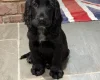Cocker Spaniel (Show)