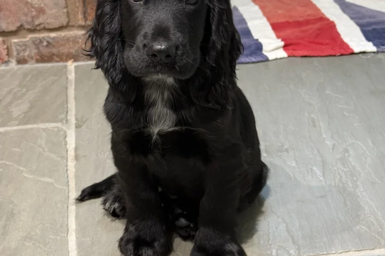 Cocker Spaniel (Show)