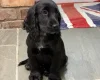 Cocker Spaniel (Show)