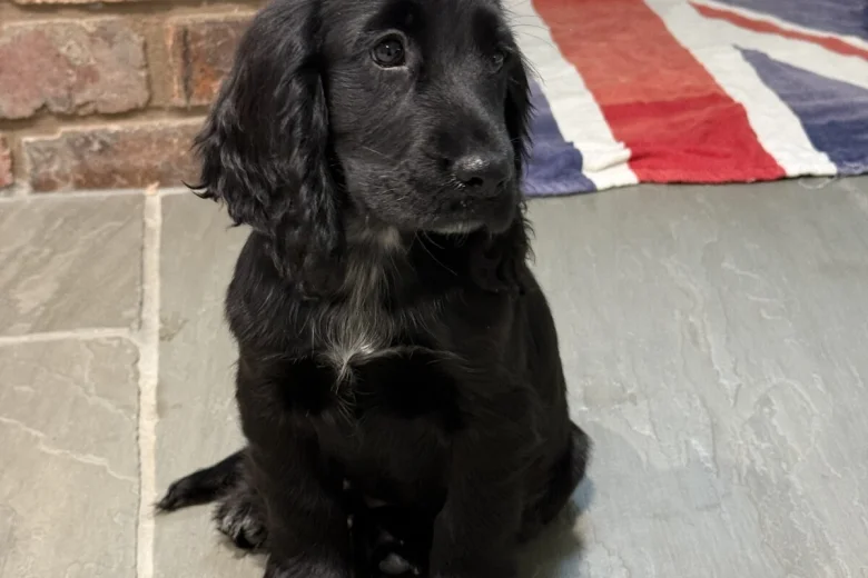 Cocker Spaniel (Show)