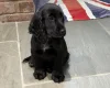 Cocker Spaniel (Show)