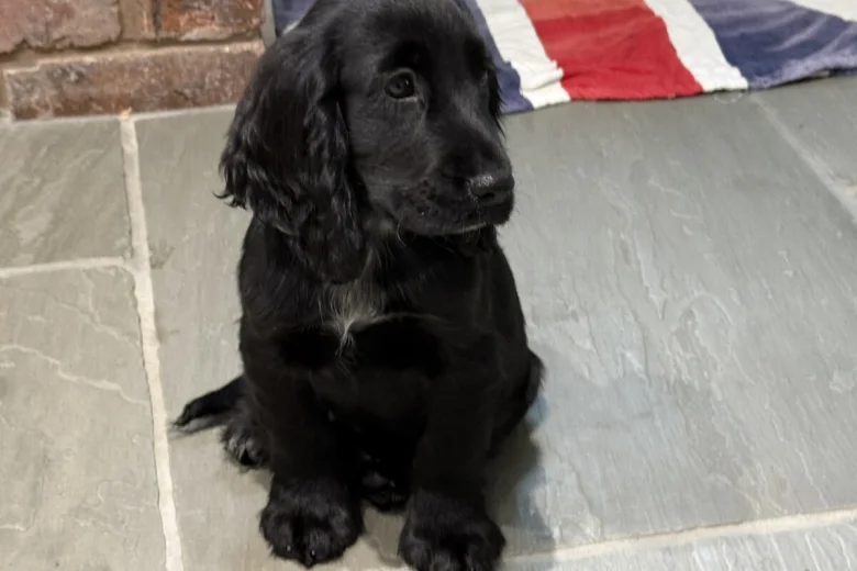 Cocker Spaniel (Show)
