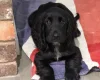 Cocker Spaniel (Show)