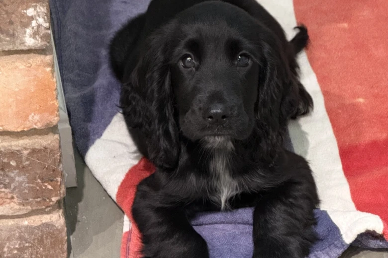 Cocker Spaniel (Show)