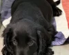 Cocker Spaniel (Show)