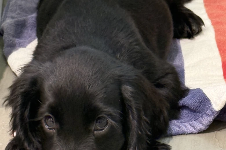 Cocker Spaniel (Show)