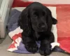 Cocker Spaniel (Show)
