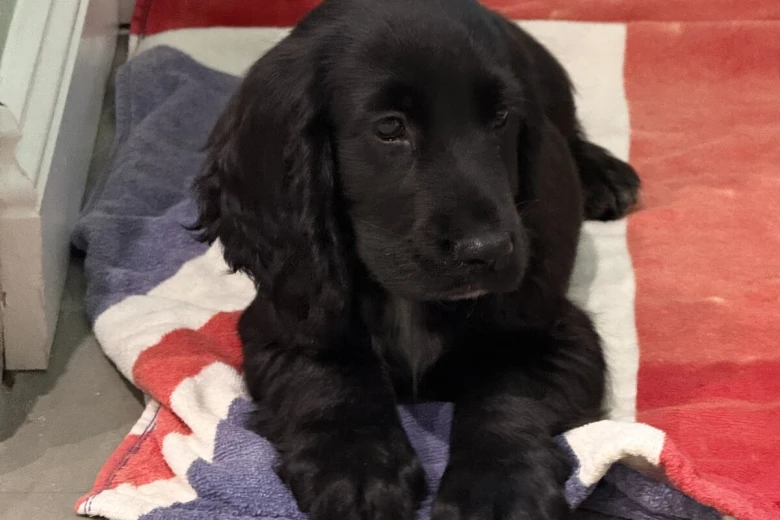 Cocker Spaniel (Show)