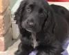 Cocker Spaniel (Show)