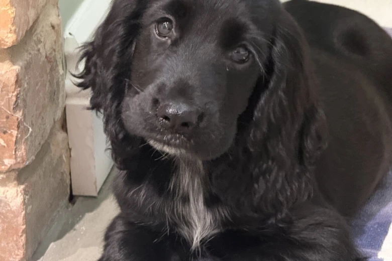 Cocker Spaniel (Show)