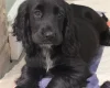 Cocker Spaniel (Show)