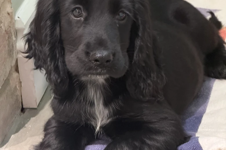 Cocker Spaniel (Show)