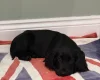 Cocker Spaniel (Show)