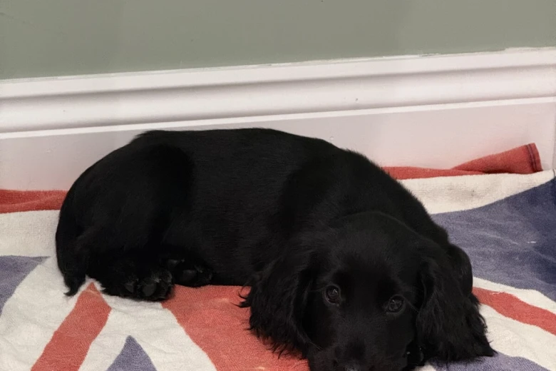 Cocker Spaniel (Show)