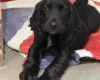 Cocker Spaniel (Show)