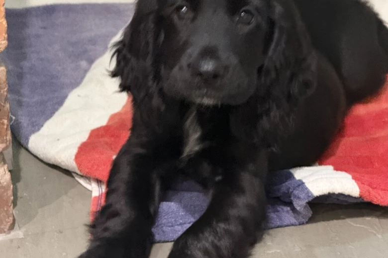 Cocker Spaniel (Show)