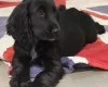 Cocker Spaniel (Show)