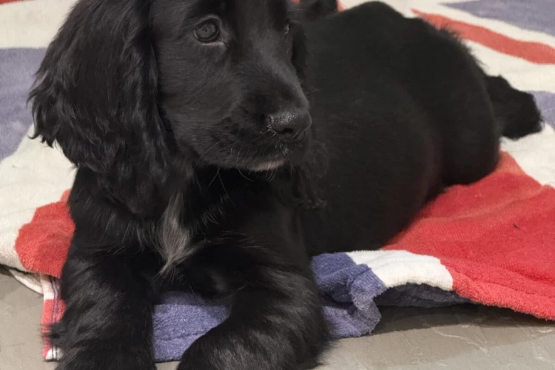 Cocker Spaniel (Show)