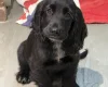 Cocker Spaniel (Show)