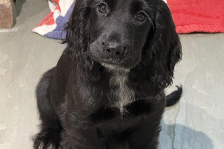 Cocker Spaniel (Show)