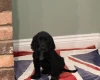 Cocker Spaniel (Show)