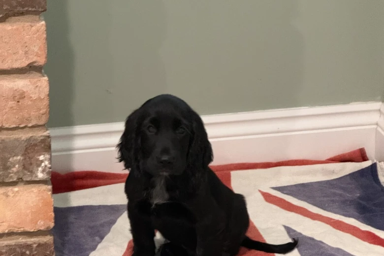 Cocker Spaniel (Show)