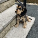 Cocker Spaniel (Show)