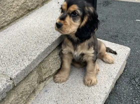 Cocker Spaniel (Show)