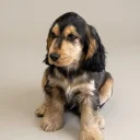 Cocker Spaniel (Show)