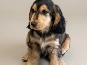 Cocker Spaniel (Show)