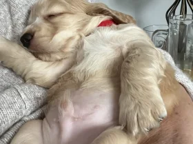 Cocker Spaniel (Show)