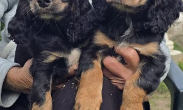 Cocker Spaniel (Show)