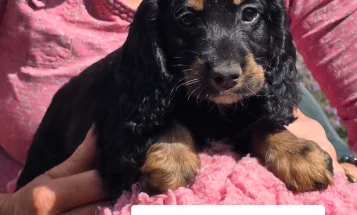 Cocker Spaniel (Show)