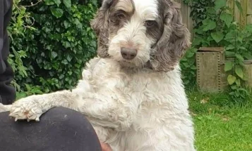Cocker Spaniel (Show)