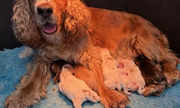 Cocker Spaniel (Show)