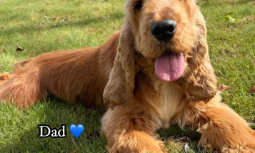 Cocker Spaniel (Show)