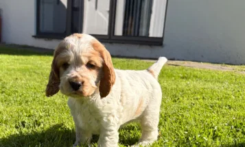 Cocker Spaniel (Show)