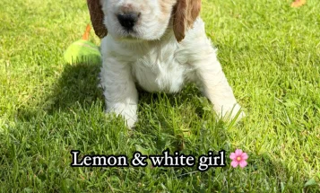 Cocker Spaniel (Show)
