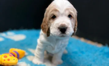 Cocker Spaniel (Show)