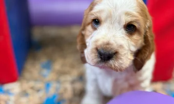 Cocker Spaniel (Show)