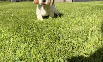 Cocker Spaniel (Show)