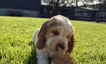 Cocker Spaniel (Show)