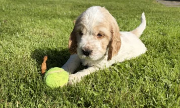 Cocker Spaniel (Show)