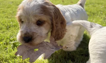Cocker Spaniel (Show)