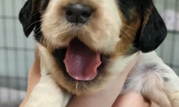 Cocker Spaniel (Show)