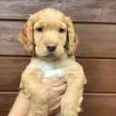 Cocker Spaniel (Working)